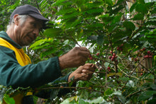 Cargar imagen en el visor de la galería, Curso de Cosecha de Café - Coatepec Veracruz Enero 2026