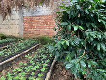 Cargar imagen en el visor de la galería, Curso de Cosecha de Café - Coatepec Veracruz Enero 2026