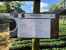 Cargar imagen en el visor de la galería, Curso de Cosecha de Café - Coatepec Veracruz Enero 2026